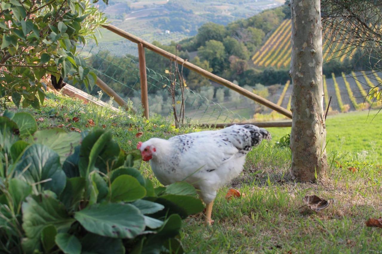 Agriturismo Il Poderuccio Castiglione dʼOrcia Екстериор снимка
