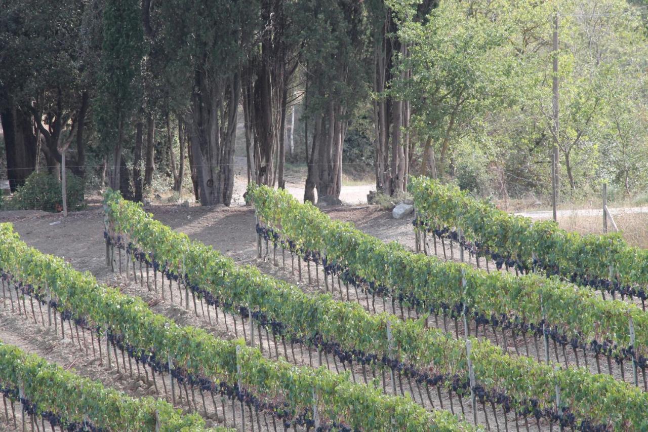 Agriturismo Il Poderuccio Castiglione dʼOrcia Екстериор снимка